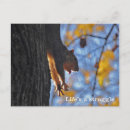 Search for cute squirrel pictures postcards Photos