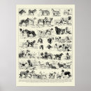 Search for horse breeds chart posters Dog