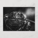 Recherche de grenouille photographie Noir
