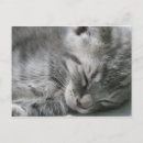 Search for sleeping kitty postcards Meow