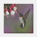 Search for ruby throated magnets Archilochus colubris