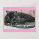 Search for thinking cat postcards Thinking of you