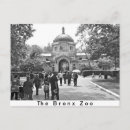 Search for zoos postcards Gorillas