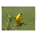 Recherche de chardonnerets cartes postales Chardonneret américain