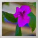 Search for vibrant flowers posters Photography
