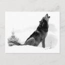 Search for timber wolf postcards Grey wolves