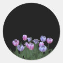 Search for tulip flower stickers Pink