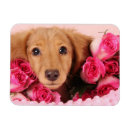 Recherche de teckels magnets Doxie