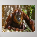 Recherche de singe mignon posters Zoo
