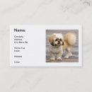 Recherche de tzu shih cartes visite Chien