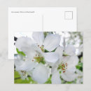Recherche de pomme d photographie Fleurs de pommes
