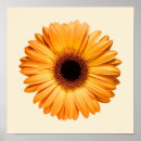 Search for orange gerbera posters Garden