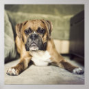 Recherche de pet photography posters Pets