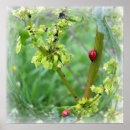 Recherche de de coccinelle posters Été
