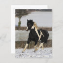 Recherche de cob cartes postales Animal