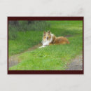 Recherche de vacances événement cartes postales Chien