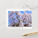 Search for cherry tree postcards Flower