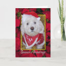 Recherche de bichon frise christmas vœux cartes Fêtes