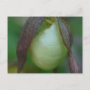 Search for white orchid postcards Botanical