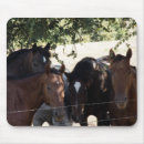 Search for colt electronics Animals