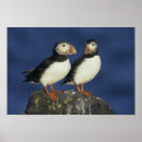Search for atlantic puffin posters Wildlife
