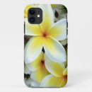 Recherche de plumeria coques Île