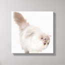 Search for persian canvas prints Feline