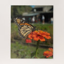 Search for monarch butterfly puzzles Photography