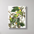 Search for parakeet canvas prints Parrot
