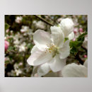 Search for apple blossoms posters Plant