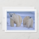 Search for polar bear cub cards Snow