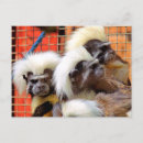 Search for tamarin postcards Cute