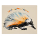 Search for australian animal posters Echidna