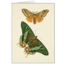 Recherche de peinture papillon cartes postales Insectes