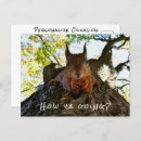 Recherche de animaux australie cartes postales Pour tous