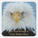 Recherche de nous aigle photographie Photographie de faune