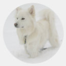 Search for american eskimo stickers Dog