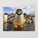 Recherche de pingouin drôle cartes postales Oiseaux
