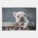 Search for french bulldog tea towels Animal