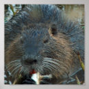 Recherche de castors posters Animaux