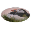 Search for arctica Bird