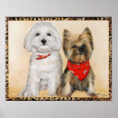 Recherche de familiers posters Yorkie