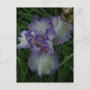 Search for bearded iris postcards Bloom