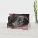 Search for lab dog cards Cat