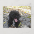 Recherche de chiots mignons cartes postales Animaux