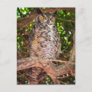 Search for horn postcards Great horned owl