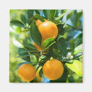 Search for orange fruit magnets Florida