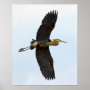 Search for soaring bird posters Nature