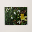 Search for daffodil puzzles Garden