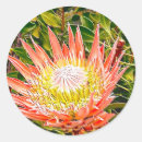 Search for australian flower stickers Protea